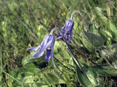 Clematis-integrifolia_цветок